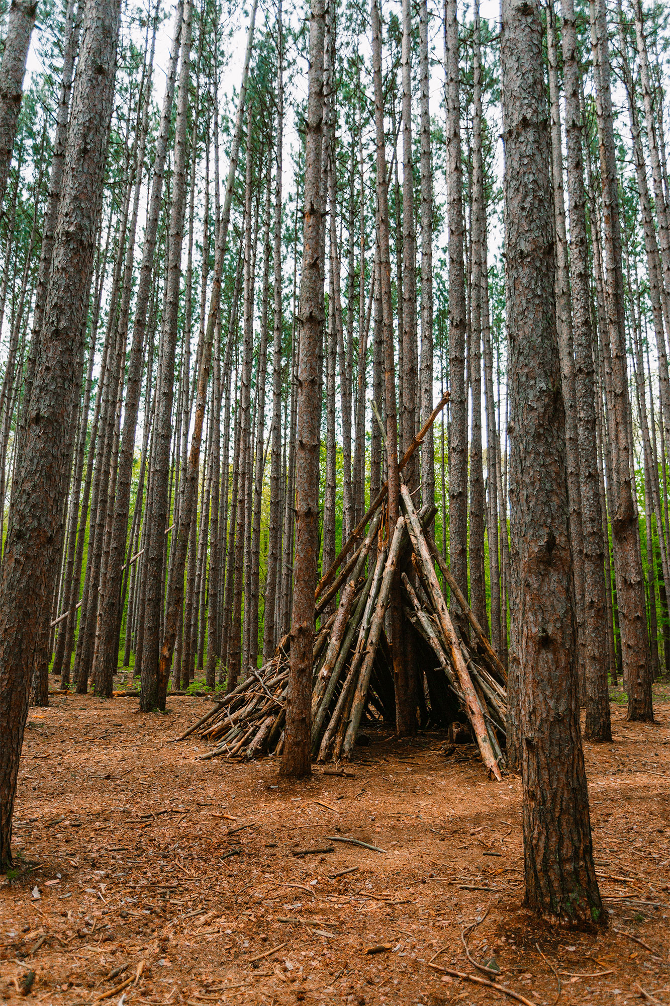 Wood branch tipi in Oak Openings Preserve part of Toledo, Ohio Metropark