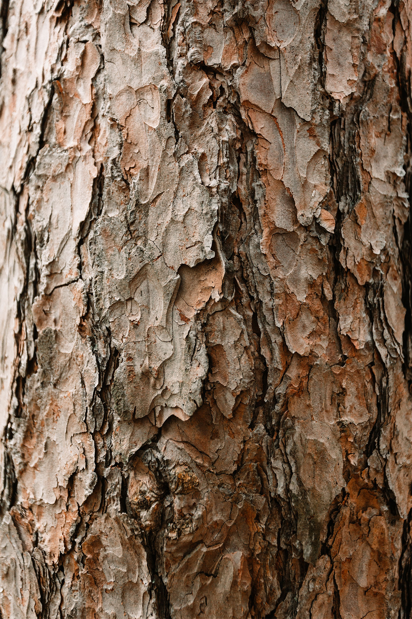 Bark of a tree in Oak Openings Preserve part of Toledo, Ohio Metropark