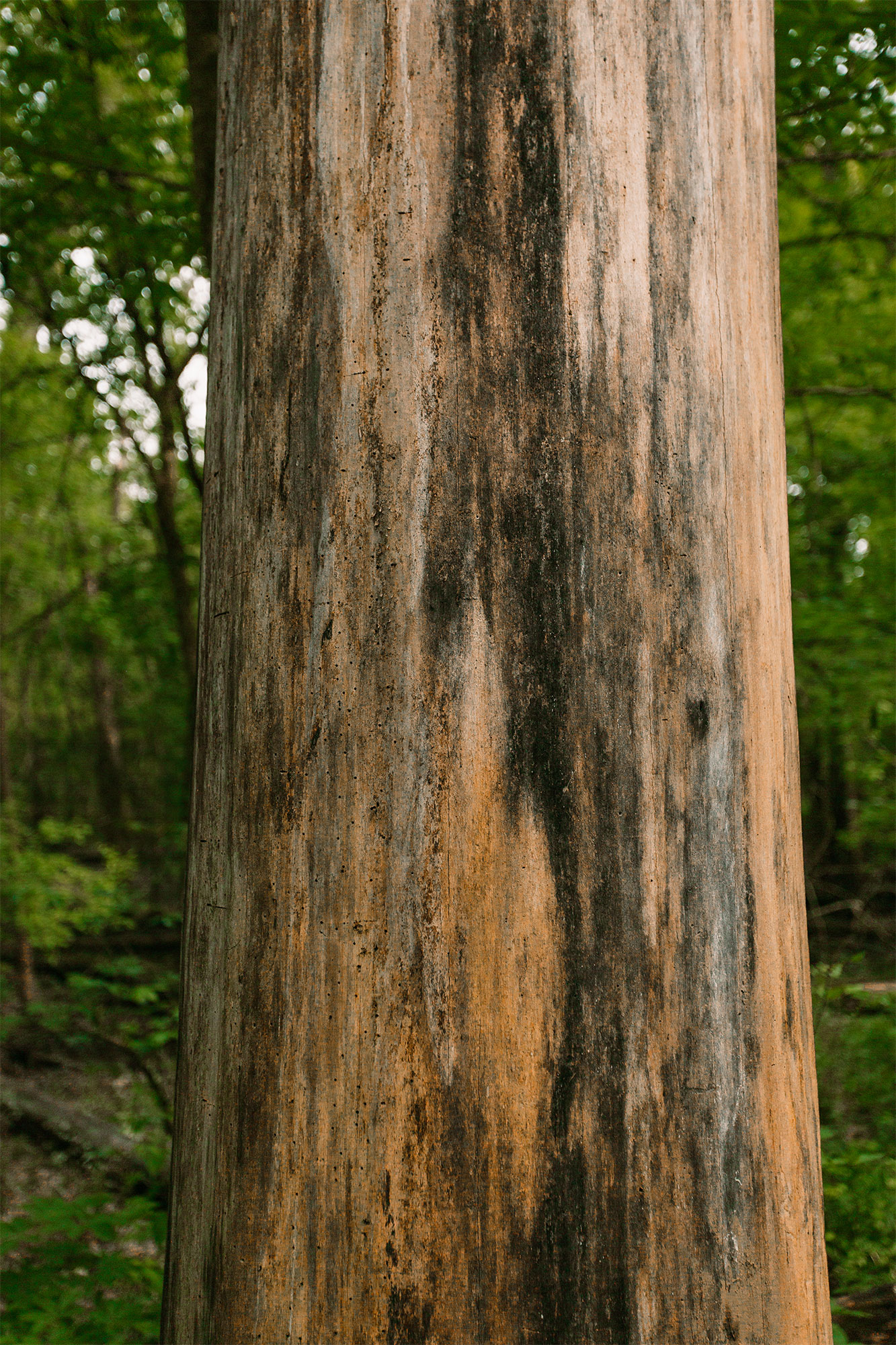 Tree bark in Swan Creek Preserve part of Toledo, Ohio Metropark