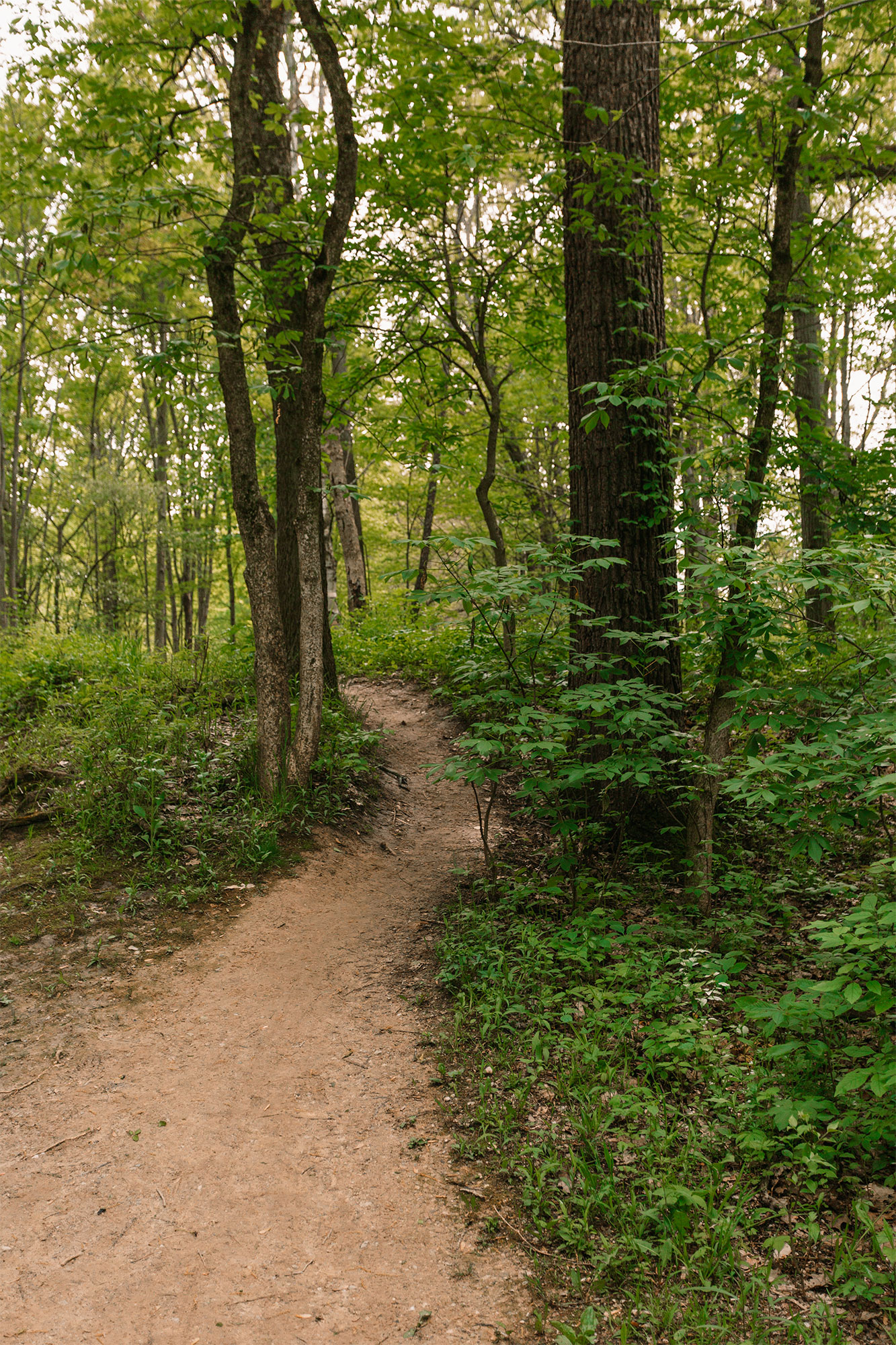 Trail in Swan Creek Preserve part of Toledo, Ohio Metropark