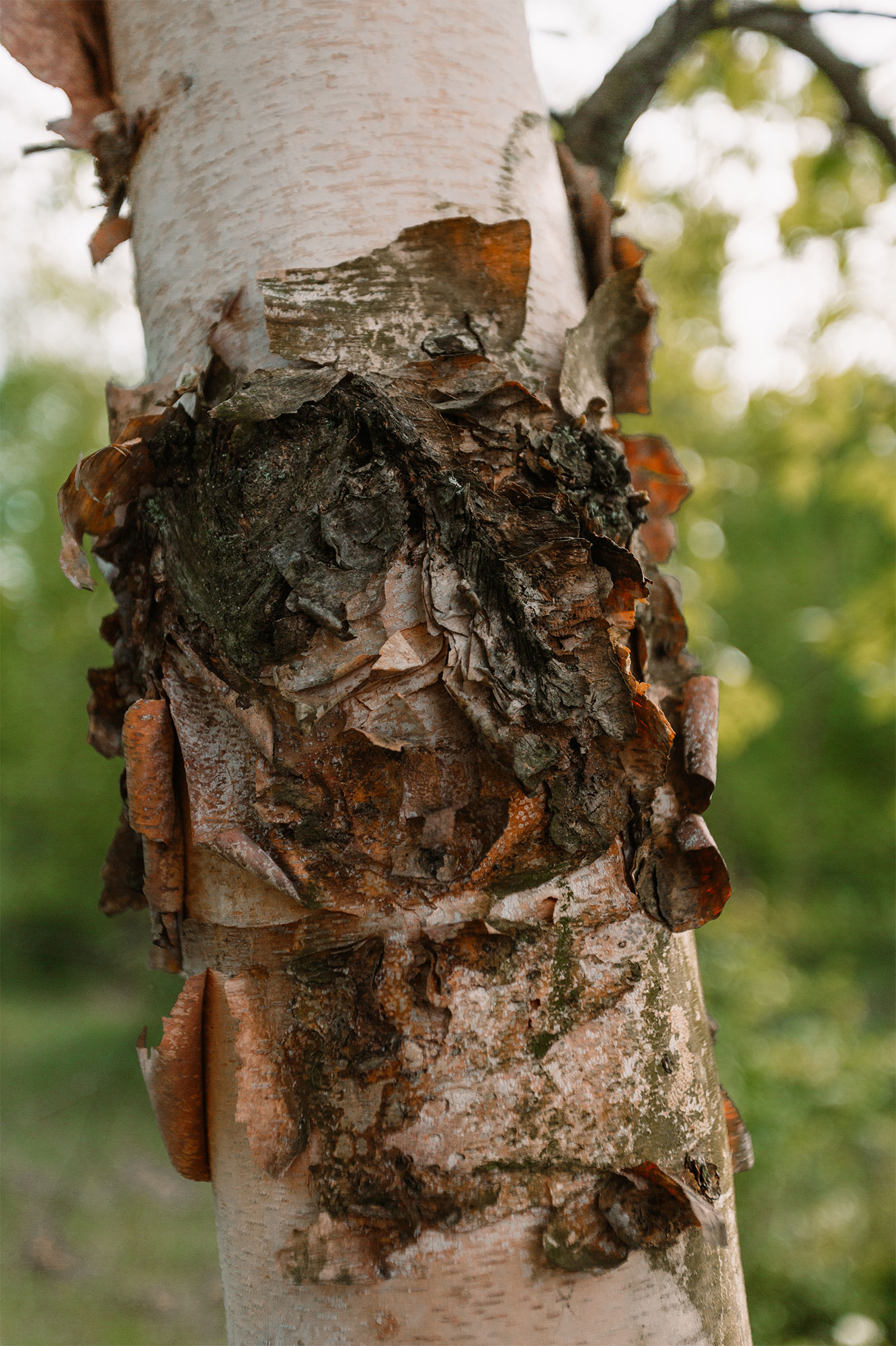 Tree bark detail in Toledo, Ohio Metropark